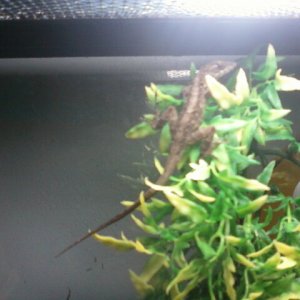 anole