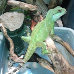 emerald