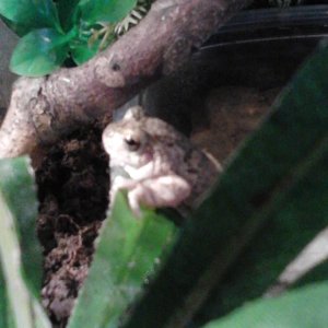 gray frog
