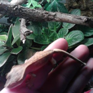 gecko02