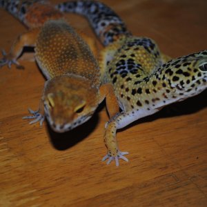geckos http://www.geckosunlimited.com/community/album.php?albumid=958&attachmentid=27377003