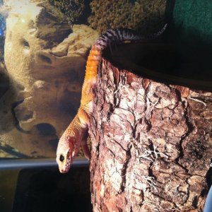 Chillin like a Villian. :).