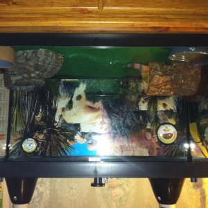 New 15 gallon tank