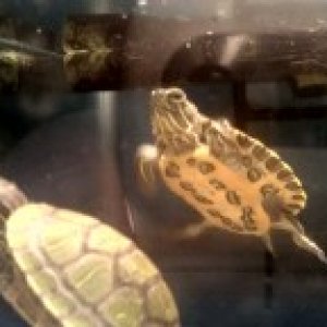 Koopa and Chauncey as babies