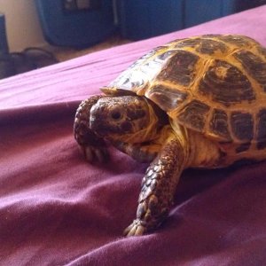 Odin