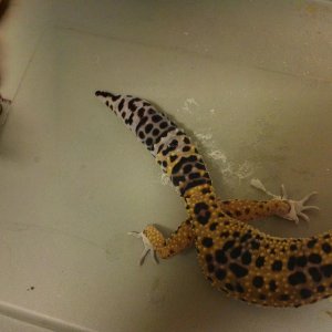 baby tail