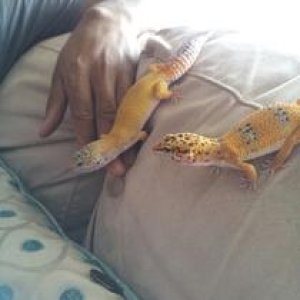 cupid and lemon