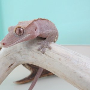 Loki