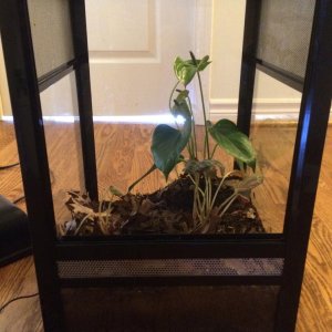 Evacuated vivarium, leaving only a potted anthurium(purple flowers) and Rex Begonia