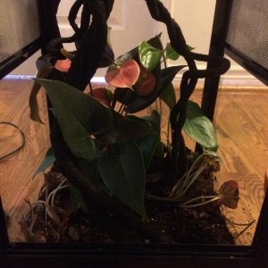 An addition of planted Anthrium with red leaves and jungle vine