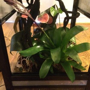 Addition of potted Brom to front of vivarium