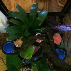 Hybrid viv top with food dishes in place