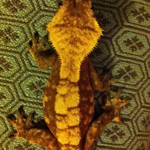 Holly Summer 2013 Dorsal