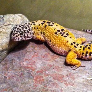 The one and only Savannah Blue