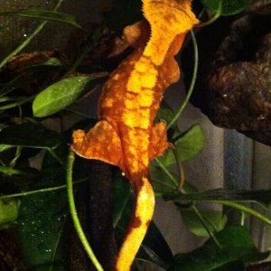 Holly looking chubby