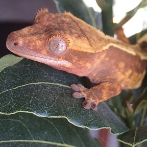 Portia on a Bay leaf