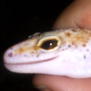 Fido: Eye