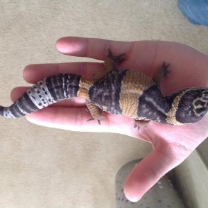E. hardwickii