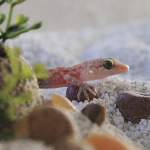 Luna Peeking 3/6/2014