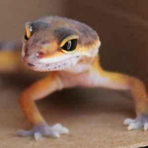 Siren Surveys 4/7/2014