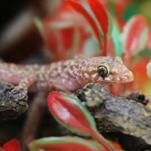 Luna Close 3/23/2014