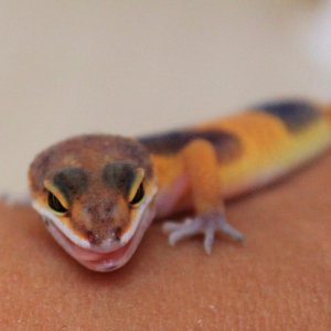 Siren Tongue 4/6/2014