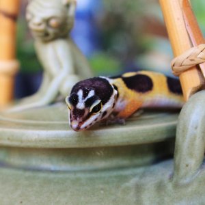 Valor Teapot 4/7/2014