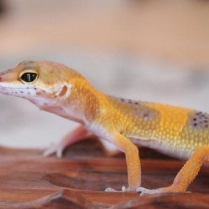 Siren Profile
Tangerine Aberrant