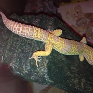 chuck