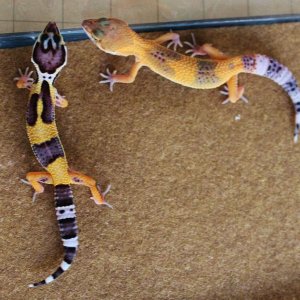 Valor & Siren 4 28 14