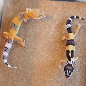 Siren and Valor 4 20 14