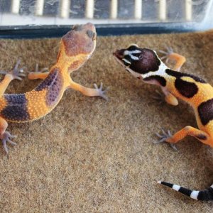 Siren & Valor 4-7-14