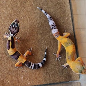 Valor and Siren 5 4 14