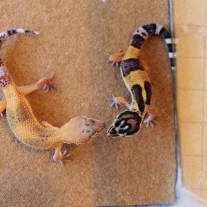 Siren & Valor 5 12 14