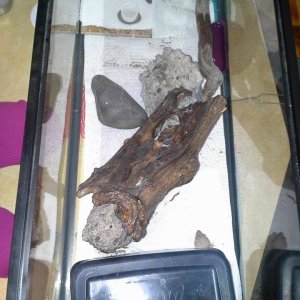 His current setup...i'm in the middle of a new tank design..