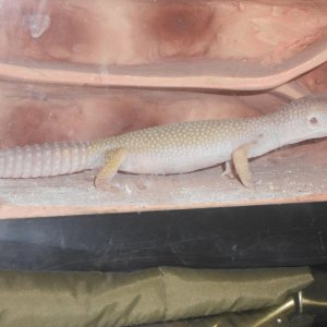 Randall busting a pose for the camera when he first got to my house..*notice the sand in the tank