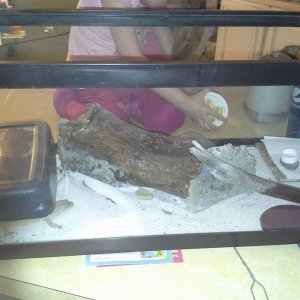 Current setup as of 5/20/14, old wood from out side, i boiled an gave the middle shell of a log a gloss over to seal an reinforce it...was in some bad