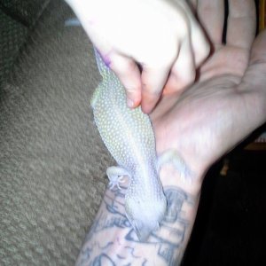 My daughter Abigail love'n her Gecko....she loves to feed him the worms an crickets when the wife..WILL NOT, when i was gone for a second heart surger