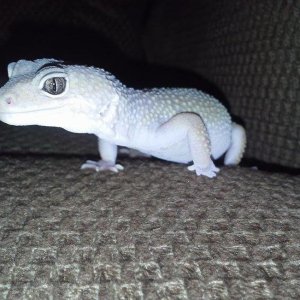 when i busted out the camera an got low to the chair..Randall came running over an got right in the camera..I'd  like to think he knows me cause he se