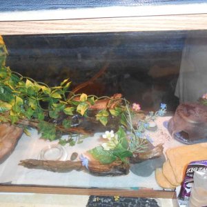 tried to slim it down a bit....the fake vine stuff held the crickets really well so much so that he had a hard time actually snaggen' em.