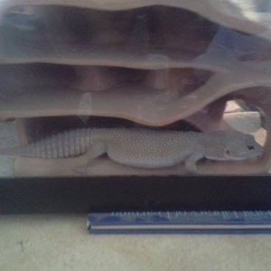 randall in hide.2  5.24.14