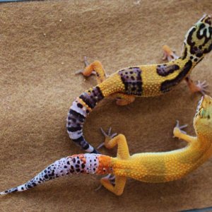 Valor and Siren 06 02 14