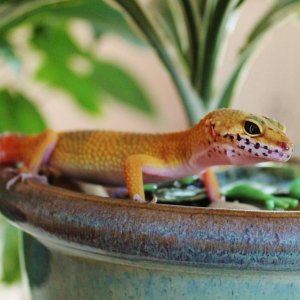 Siren2 06 02 14

Tangerine Leopard Gecko