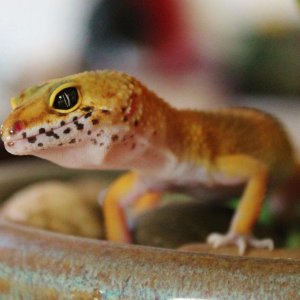 Siren 06 02 14
Tangerine Leopard Gecko