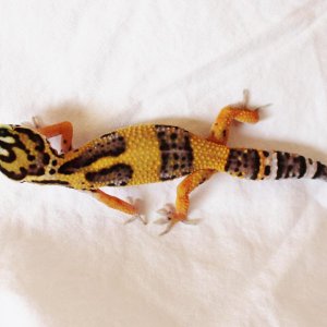 Valor2 06 02 14
High Yellow Leopard Gecko