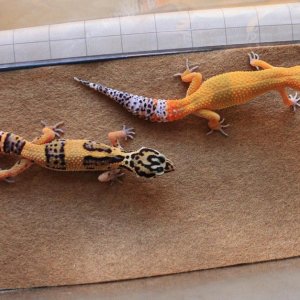 Valor & Siren 6 15 14