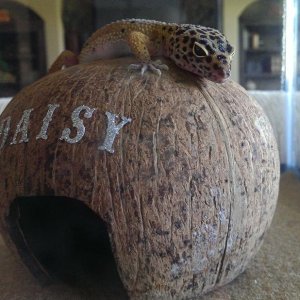 daisy coconut