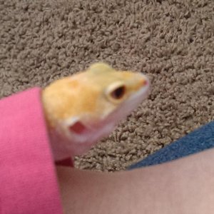 fancy hiding