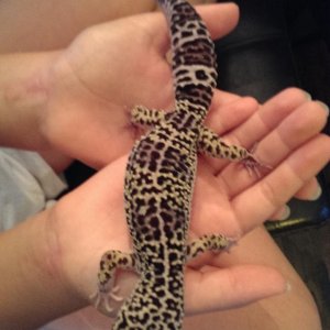 Creature Tank