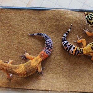 Siren & Valor 6 23 14